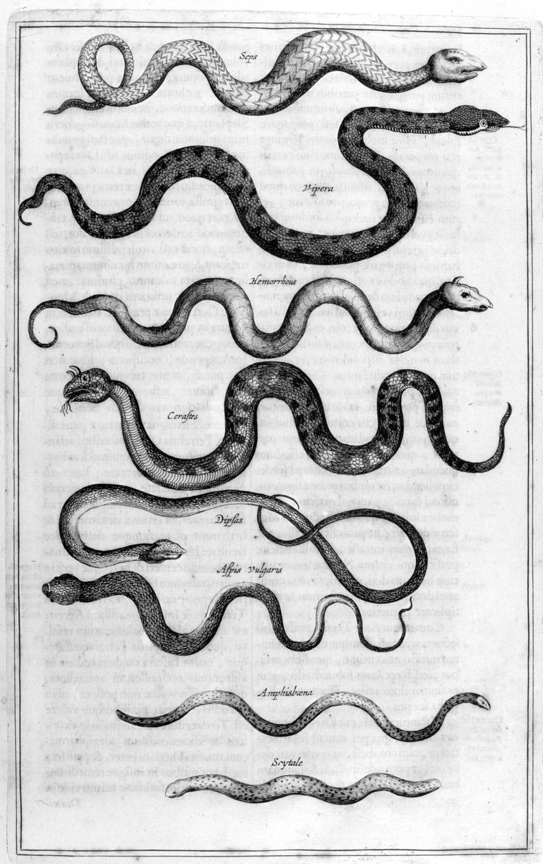 Węże, 1675. autorstwa Athanasius Kircher