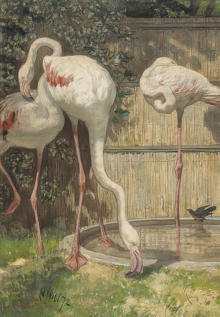 Trzy flamingi przy kałuży wody. 1872 autorstwa August Allebe