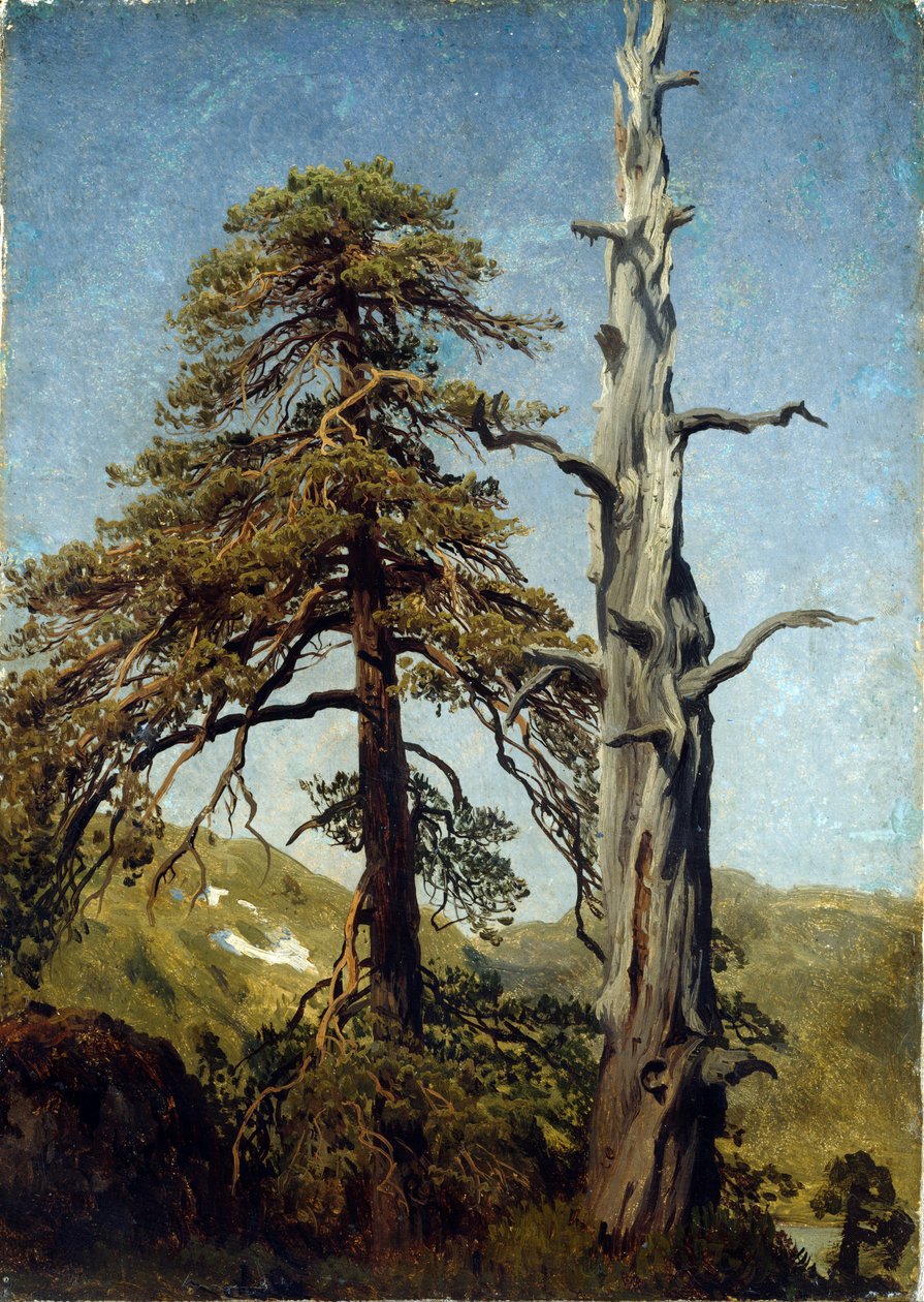 "Studium drzew, Norwegia" Obraz Augusta Cappelena (1827-1852) 1850 Narodowe muzeum sztuki, Oslo, Norwegia autorstwa August Cappelen