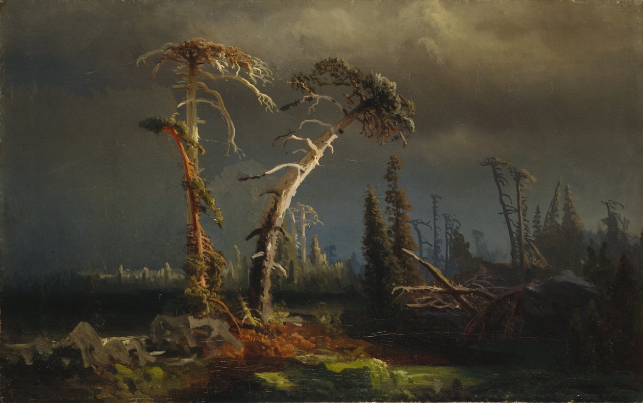 Rising storms - ginący prastary las w burzach (olej na płótnie) autorstwa August Cappelen