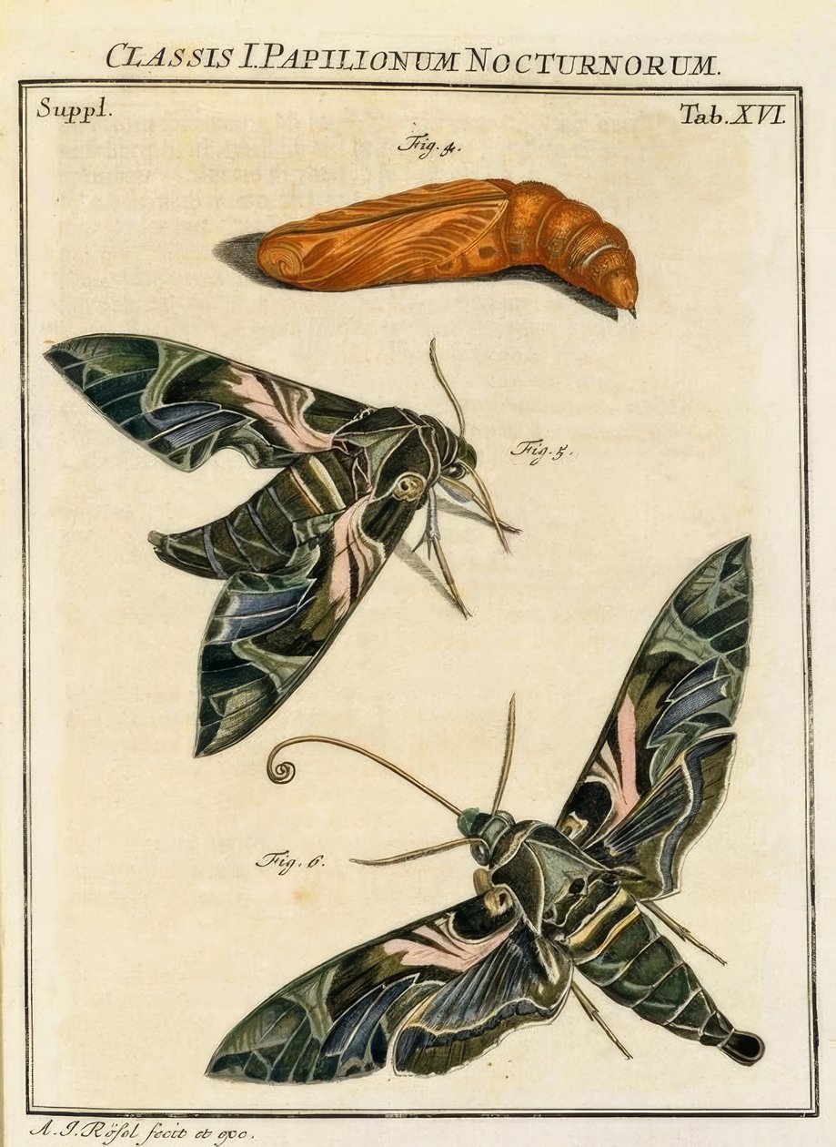 Motyl Daphnis neri / Rösel przeciwko. R. autorstwa August Johann Rösel von Rosenhof
