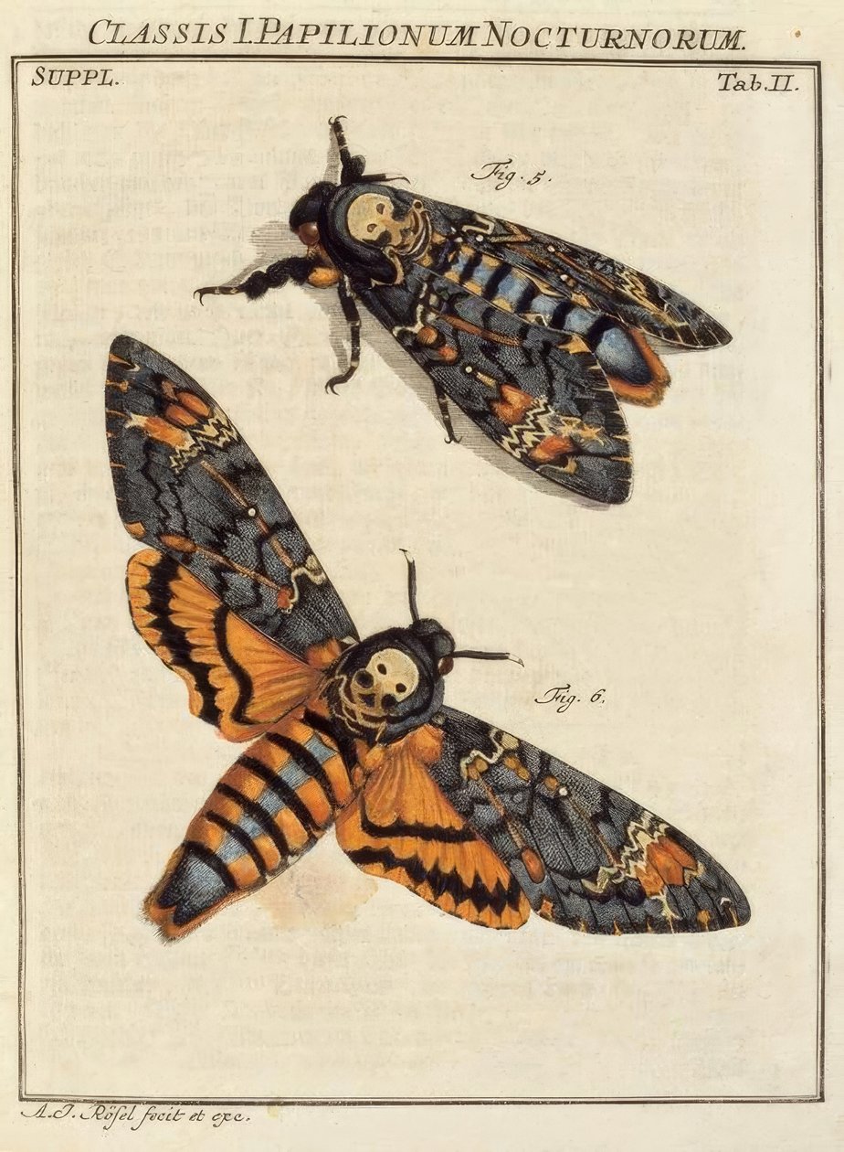 Motyl, czaszka / Rösel v. R. autorstwa August Johann Rösel von Rosenhof