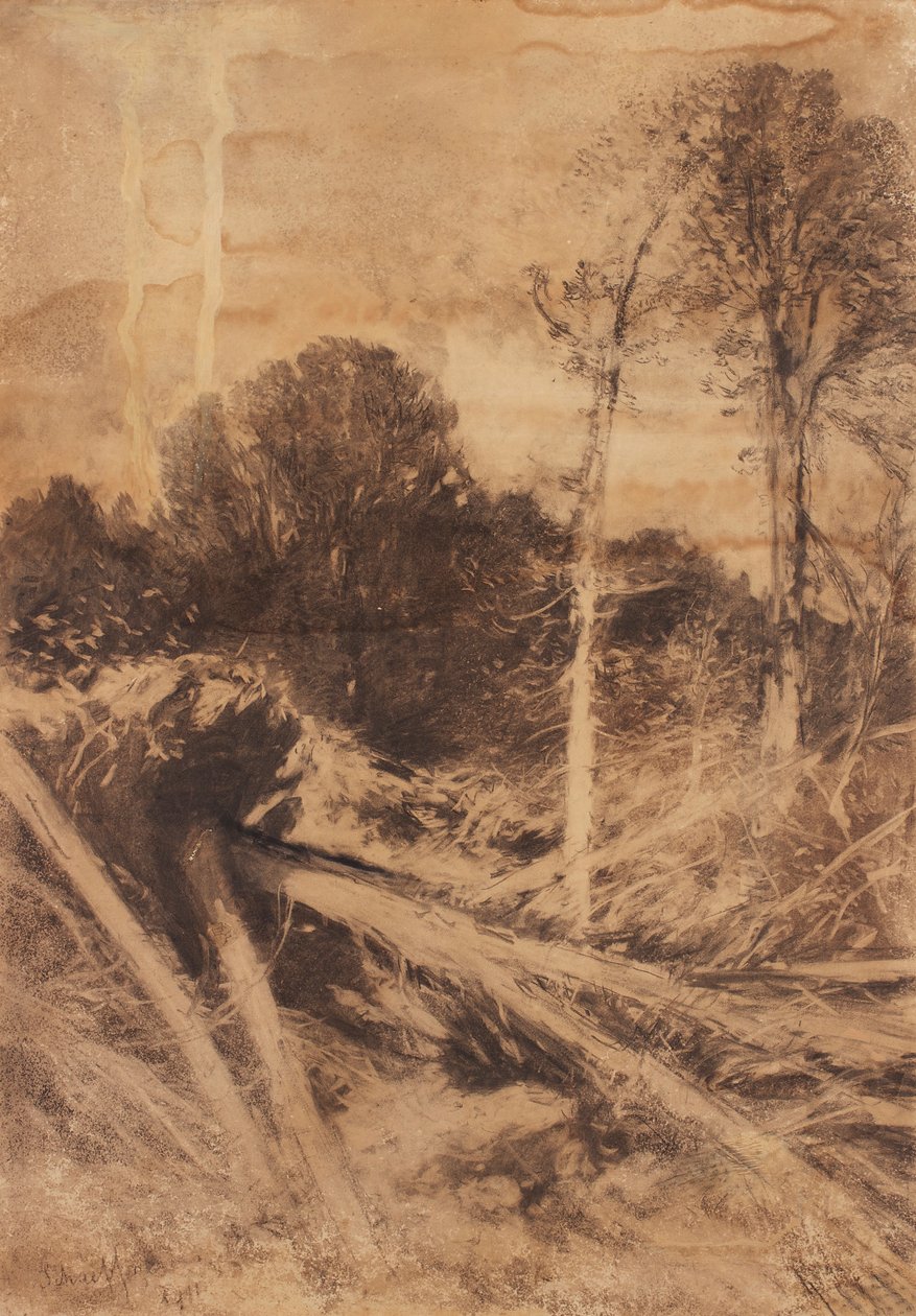 badanie drzewa autorstwa August Schaeffer von Wienwald
