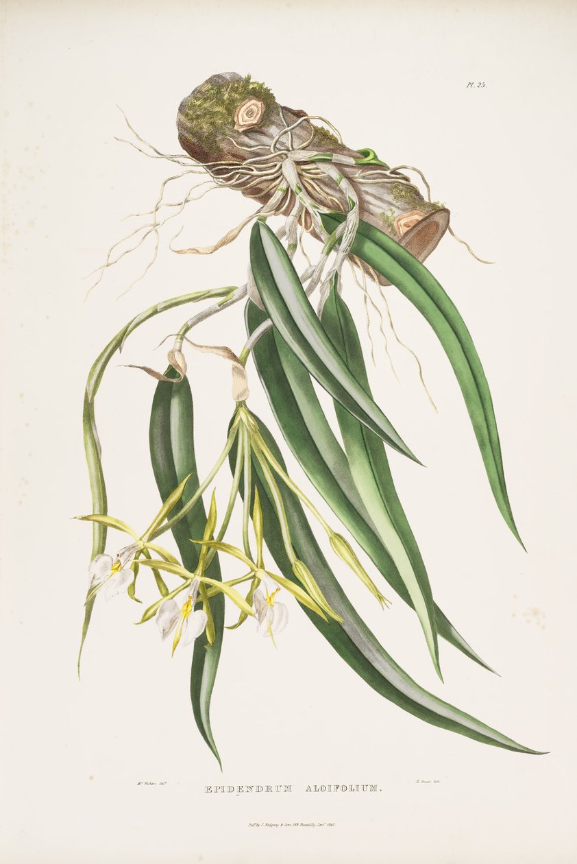 Ilustracja Epidendrum parkinsonianum (jako syn. Epidendrum aloifolium) autorstwa Augusta Innes Withers