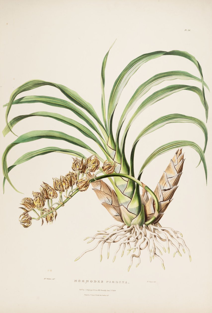 Ilustracja przedstawiająca Mormodesa maculata var. maculata (jako syn. Mormodes pardina) autorstwa Augusta Innes Withers