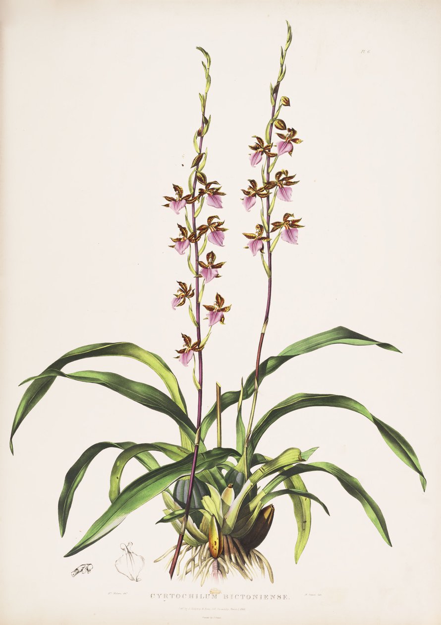 Ilustracja Rhynchostele bictoniensis (jako syn. Cyrtochilum bictoniense) autorstwa Augusta Innes Withers