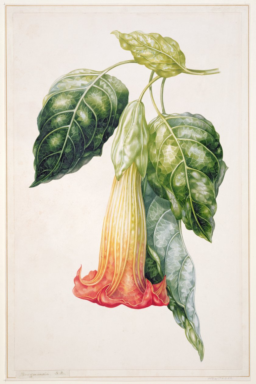 PD.993-1973 Thorn Apple flower z Ekwadoru, Datura rosei (gwasz) autorstwa Augusta Innes Withers