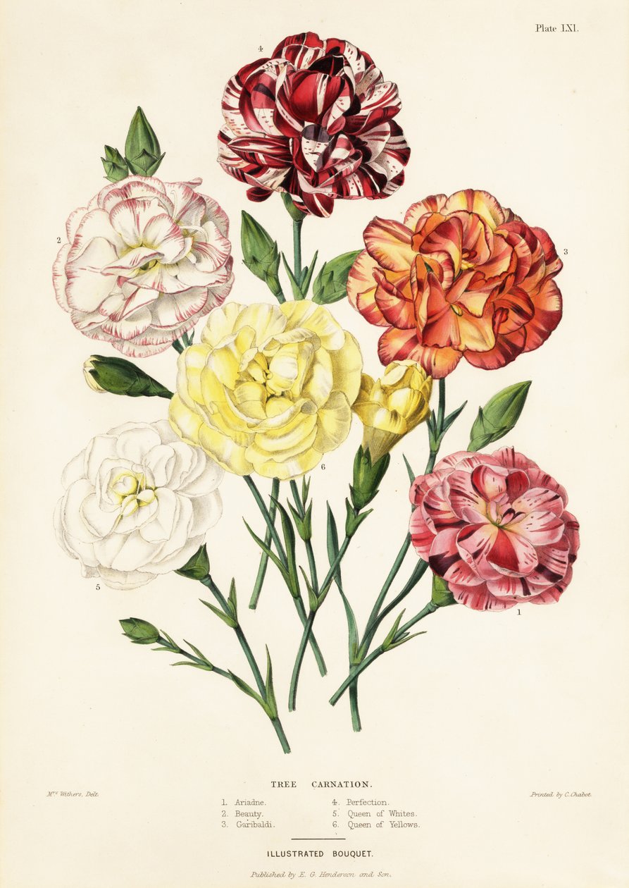 Odmiany goździków drzewiastych, Dianthus caryophyllus: Ariadne 1, Beauty 2, Garibaldi 3, Perfection 4, Queen of Whites 5, Queen of Yellows 6 autorstwa Augusta Innes (after) Withers