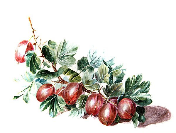 Agrest, ok. 1860 (akwarela na papierze) autorstwa Augusta Innes Withers
