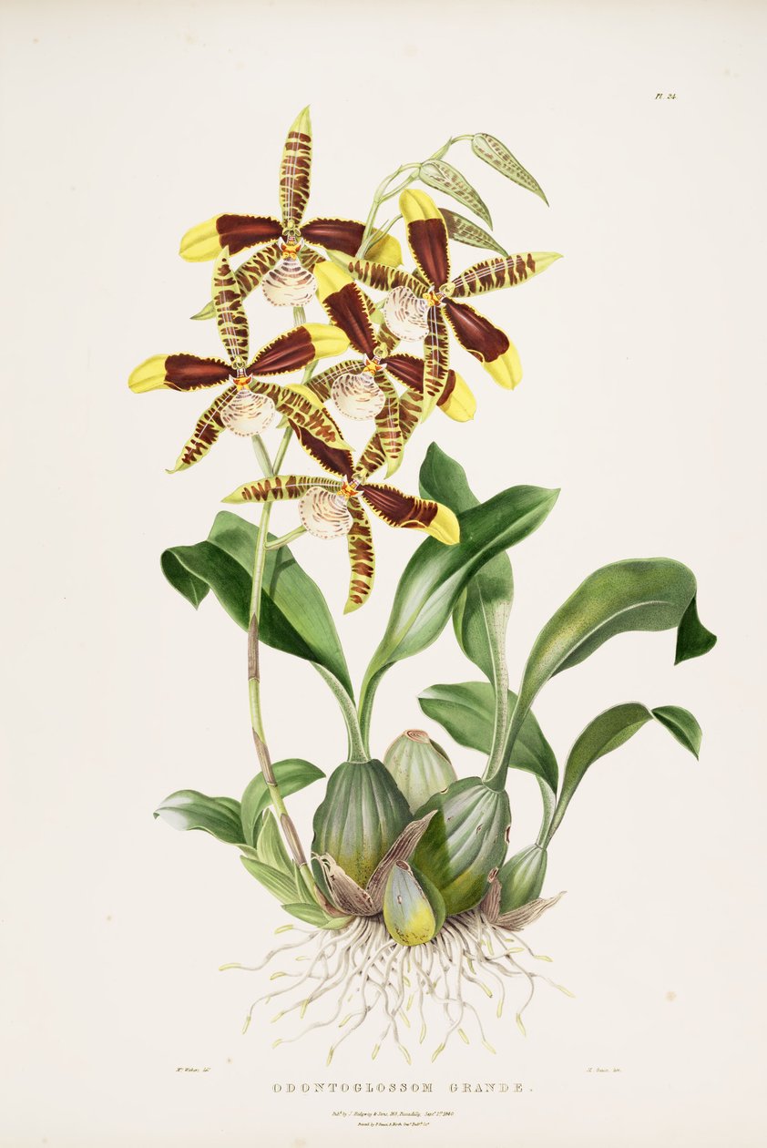 duży Rossioglossum autorstwa Augusta Innes Withers