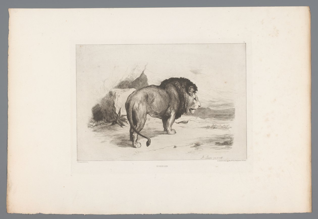 Lew Un vieux lew (tytuł na obiekcie) akwaforty francuskie z 1874 r. (tytuł serii) L