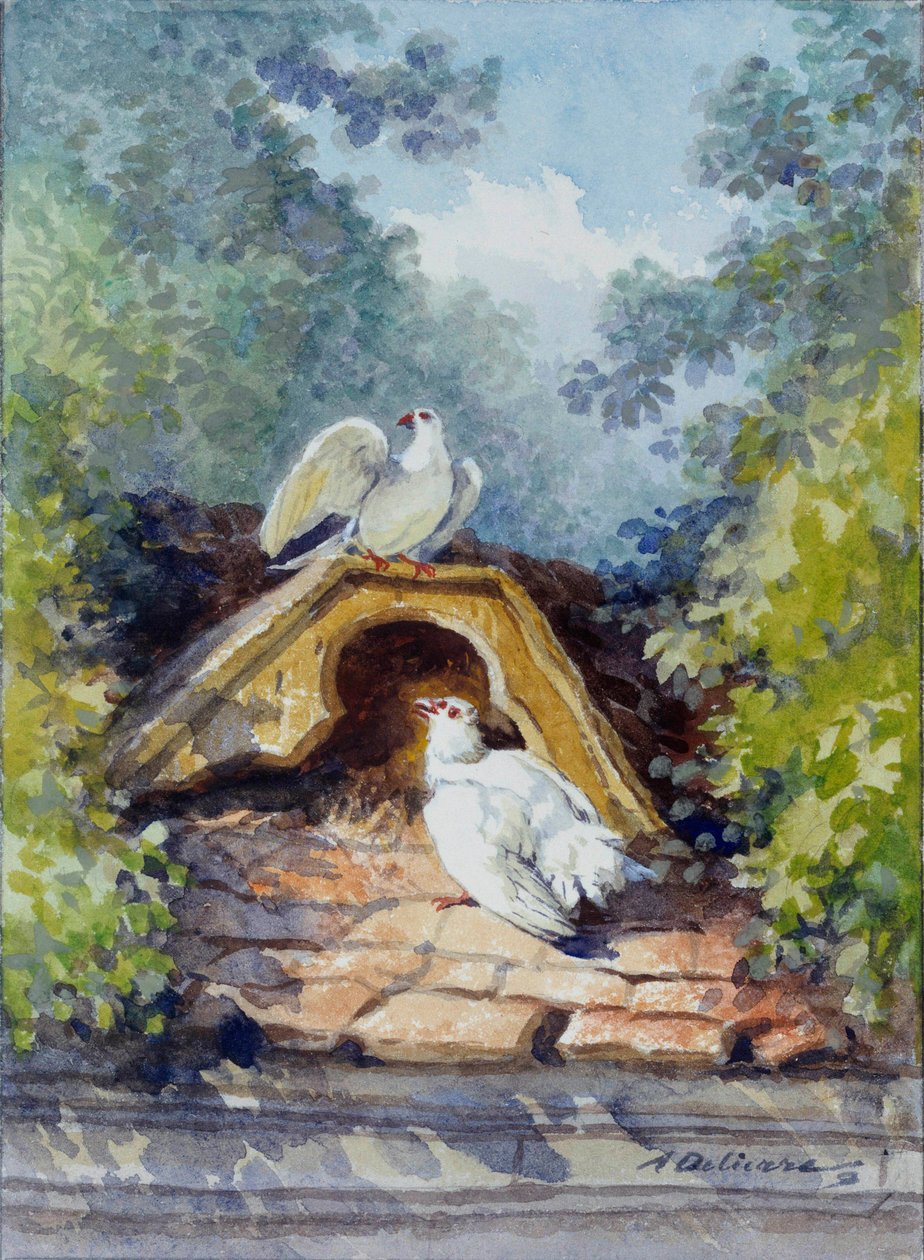 Dwa gołębie akwarelowe autorstwa Auguste Delierre (1829-1891) do bajki Jeana de la Fontaine (1621-1695) XIX wieku. Pałac Thierry. Muzeum La Fontaine autorstwa Auguste Delierre