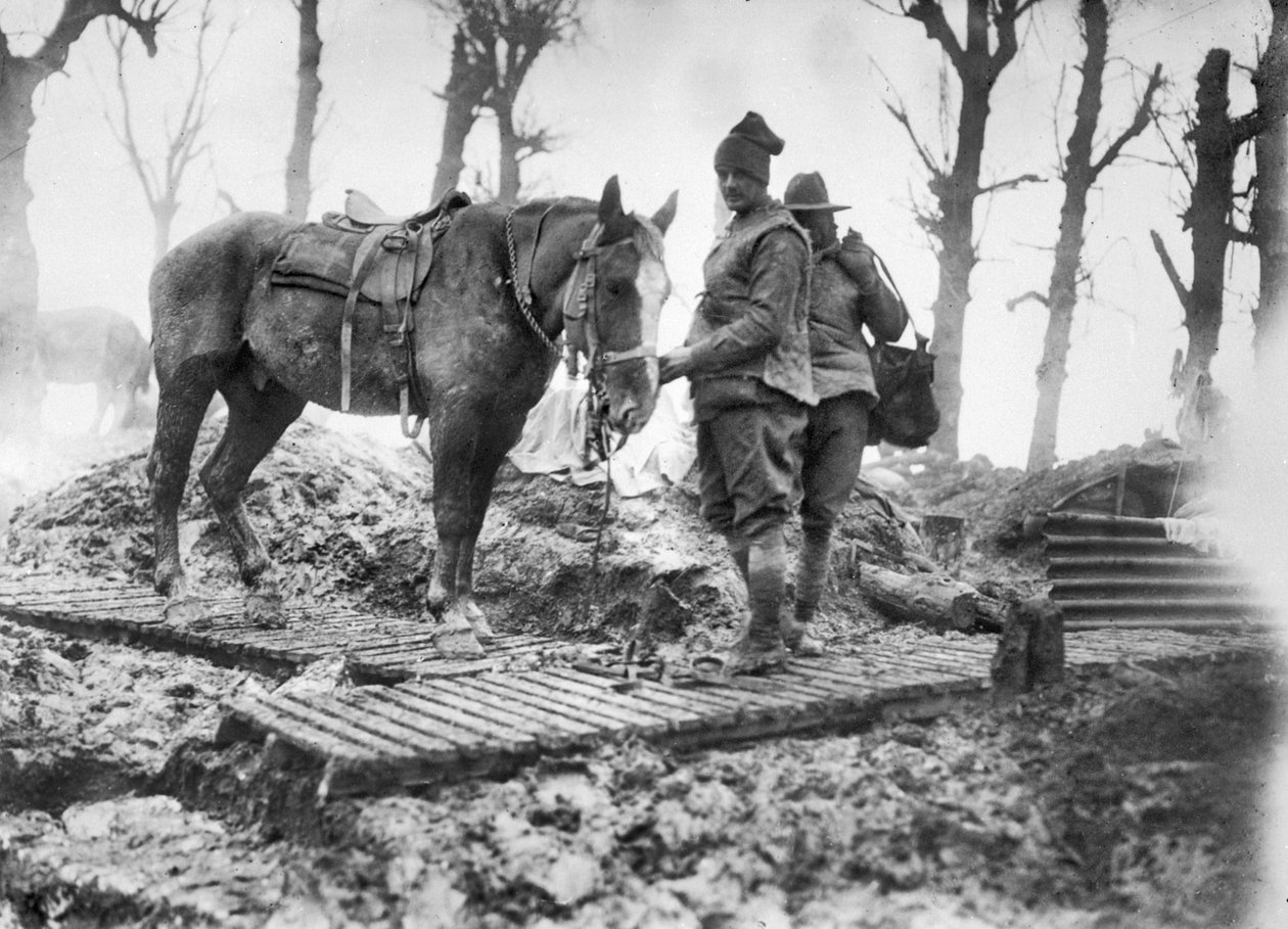 Koń artyleryjski używany do transportu amunicji do dział i jego niezidentyfikowanego australijskiego kierowcy na torze typu duckboard między Mametz i Montauban, grudzień 1916 autorstwa Australian Photographer