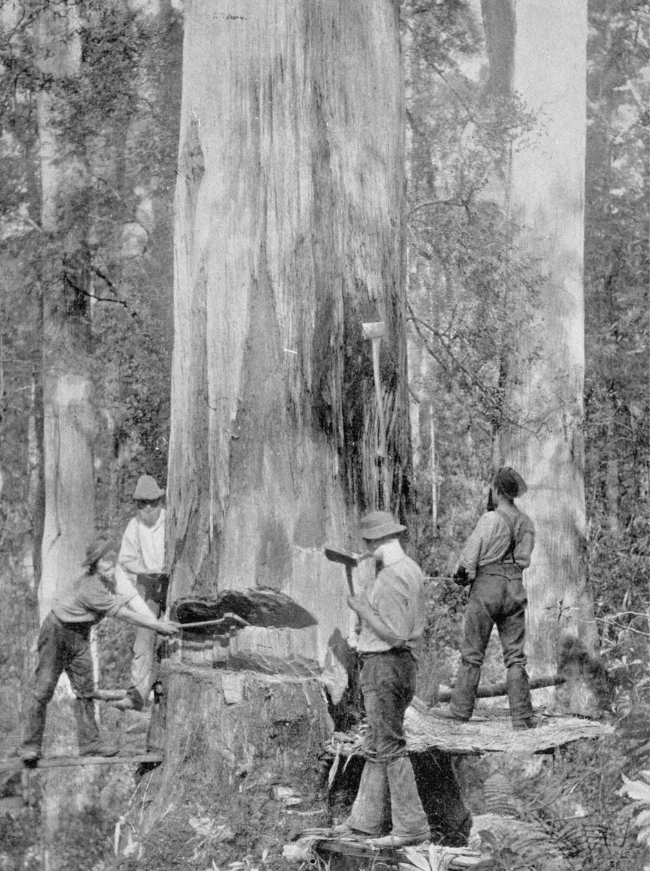 Тасманийн Хуон ойд хөх бохь мод унасан нь, 1900 он, 1908 онд хэвлэгдсэн "Өмнөд загалмайн дор - Австралийн харц" номоос autorstwa Australian Photographer