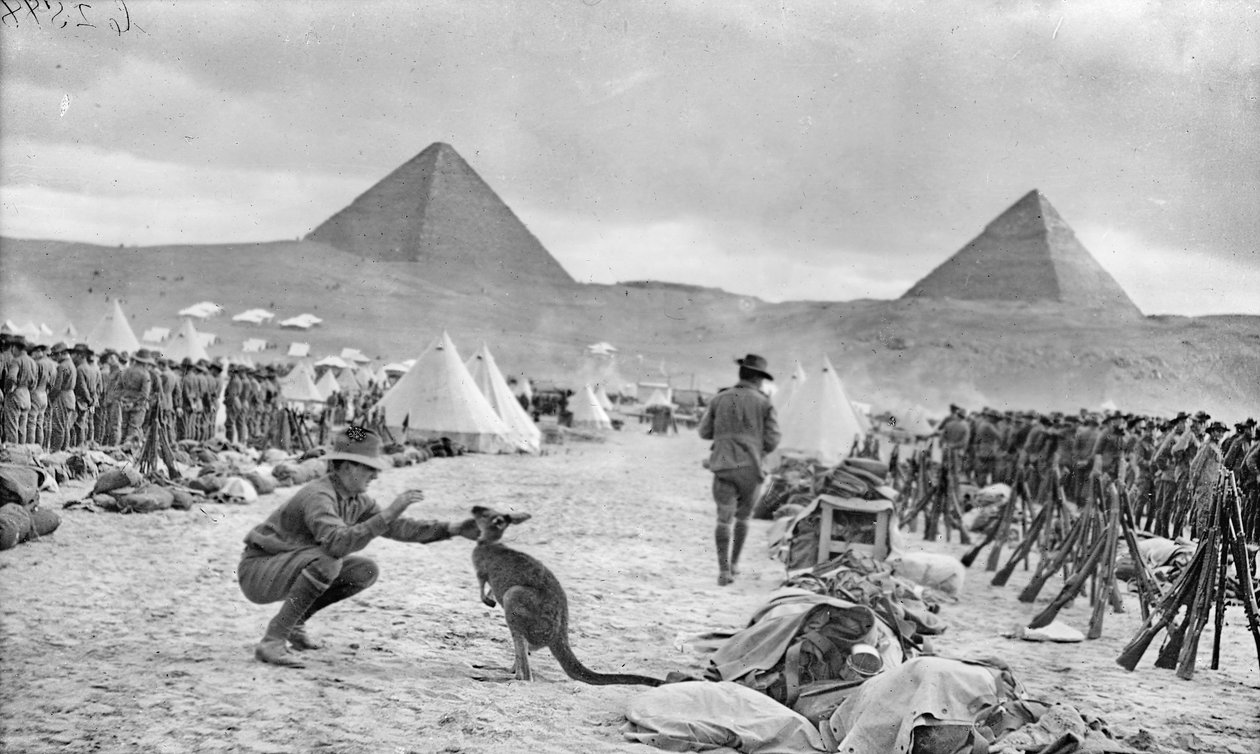 Linie australijskich 9 i 10 batalionów w obozie Mena w kierunku piramid, grudzień 1914 autorstwa Australian Photographer