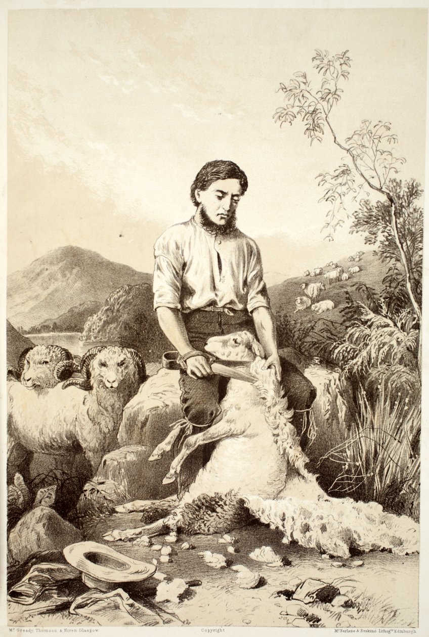 Strzyżenie owiec, z Historii Australazji autorstwa Davida Blaira, McGrady, Thomson i Niven, 1879 autorstwa Australian School
