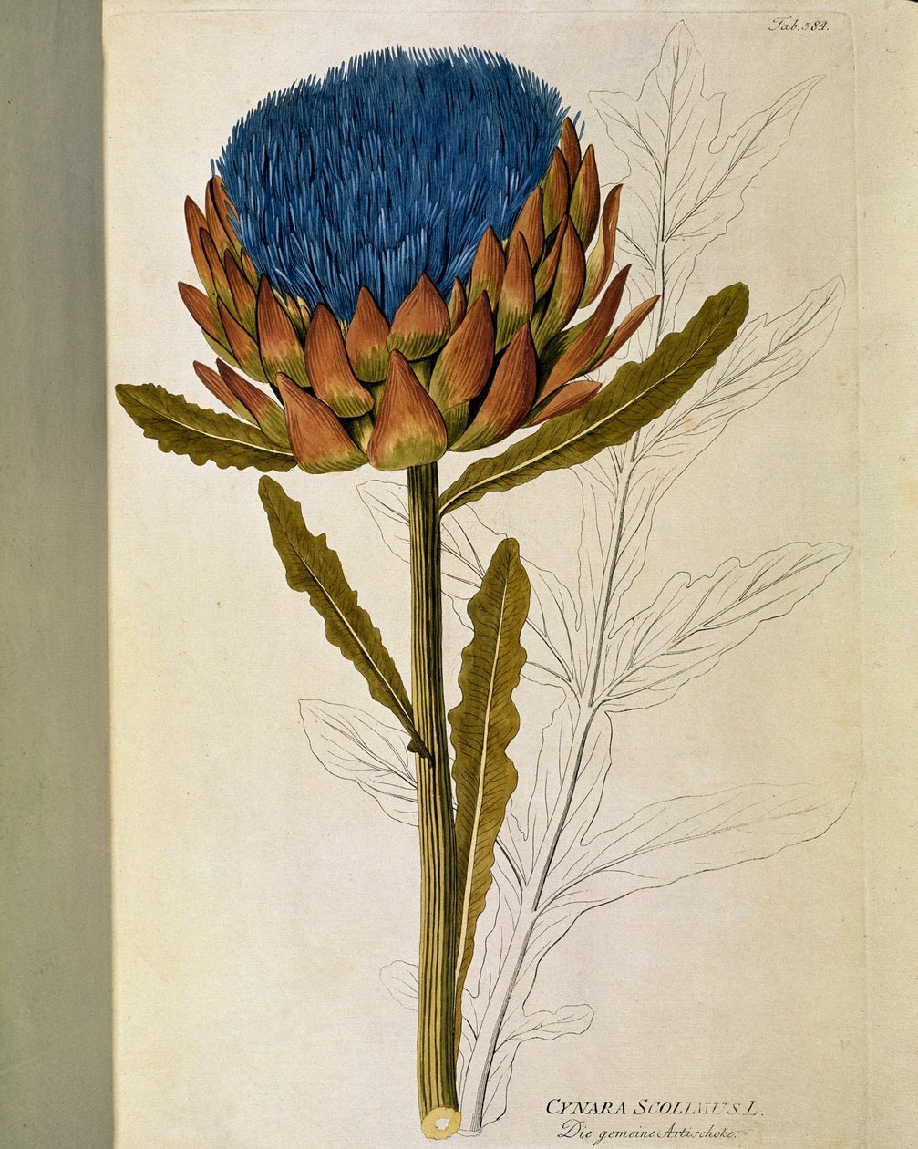 Botaniczny: „” Karczoch”” (Cynara scolymus) Talerz z „” Medicinalium secundum Linnaei digestarum”” autorstwa Josepha Jacobiego Plencka (1735-1807) 1788-1803 Kolekcja prywatna autorstwa Austrian School