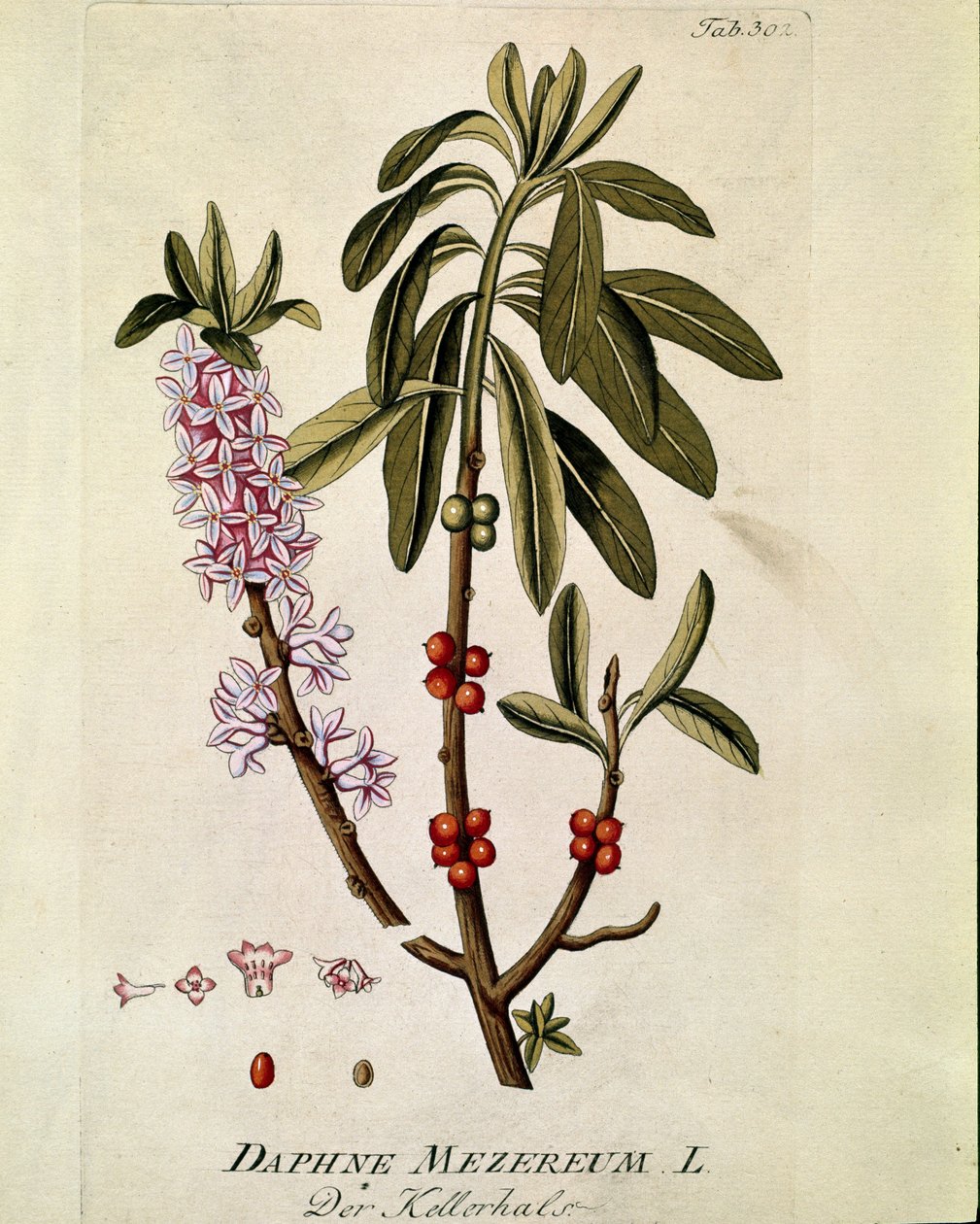 Botaniczny: „Bois-joli”” (Bois joli) (lub Bois-gentil, Bois gentile) (Daphne mezereum) Deska wyciągnięta z „Medicinalium secundum Linnaei digarum”” Josepha Jacobiego Plencka (1735-1807) 1788-1803 Kolekcja prywatna autorstwa Austrian School