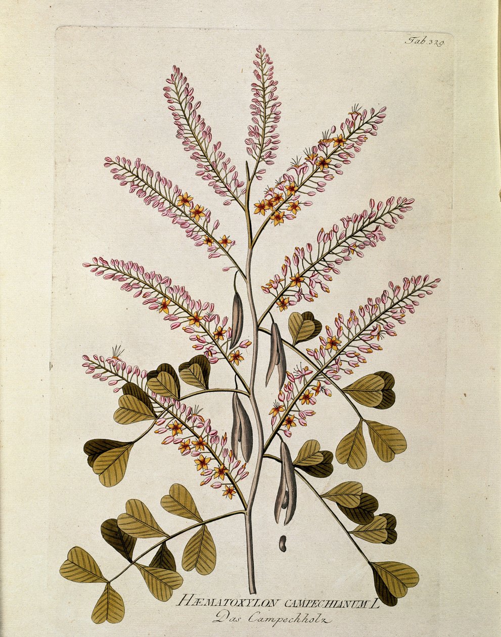 Botaniczny: „Campeche” (Haematoxylon campechianum) Deska z „Medicinalium secundum Linnaei digestarum” Josepha Jacobiego Plencka (1735-1807) 1788-1803 Kolekcja prywatna autorstwa Austrian School