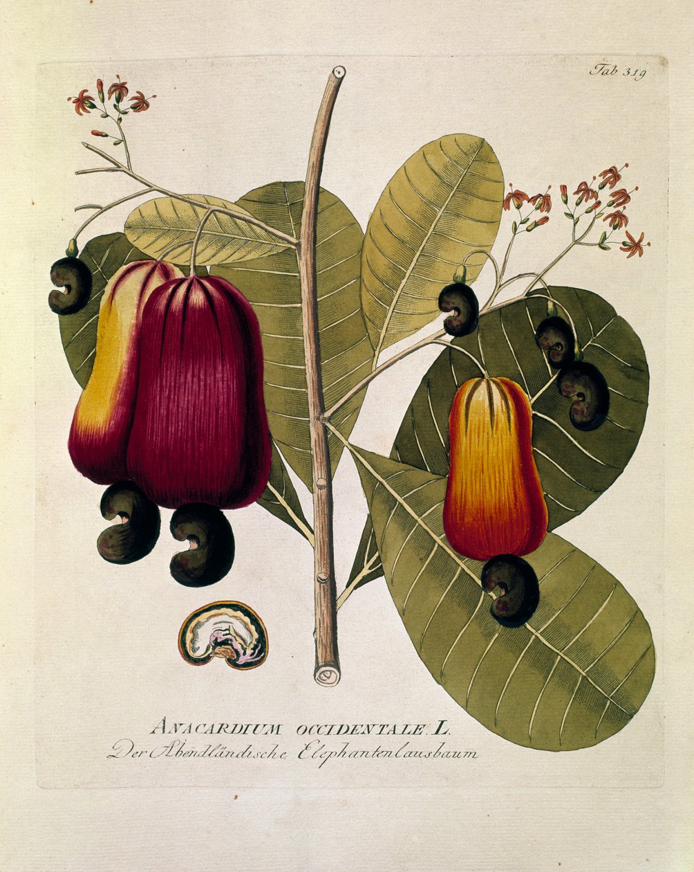 Botaniczne: "Orzechy nerkowca" (Anacardium Western) Płytka zaczerpnięta z "Medicinalium secundum Linnaei digestarum" Josepha Jacobiego Plencka (1735-1807) 1788-1803 Kolekcja prywatna autorstwa Austrian School