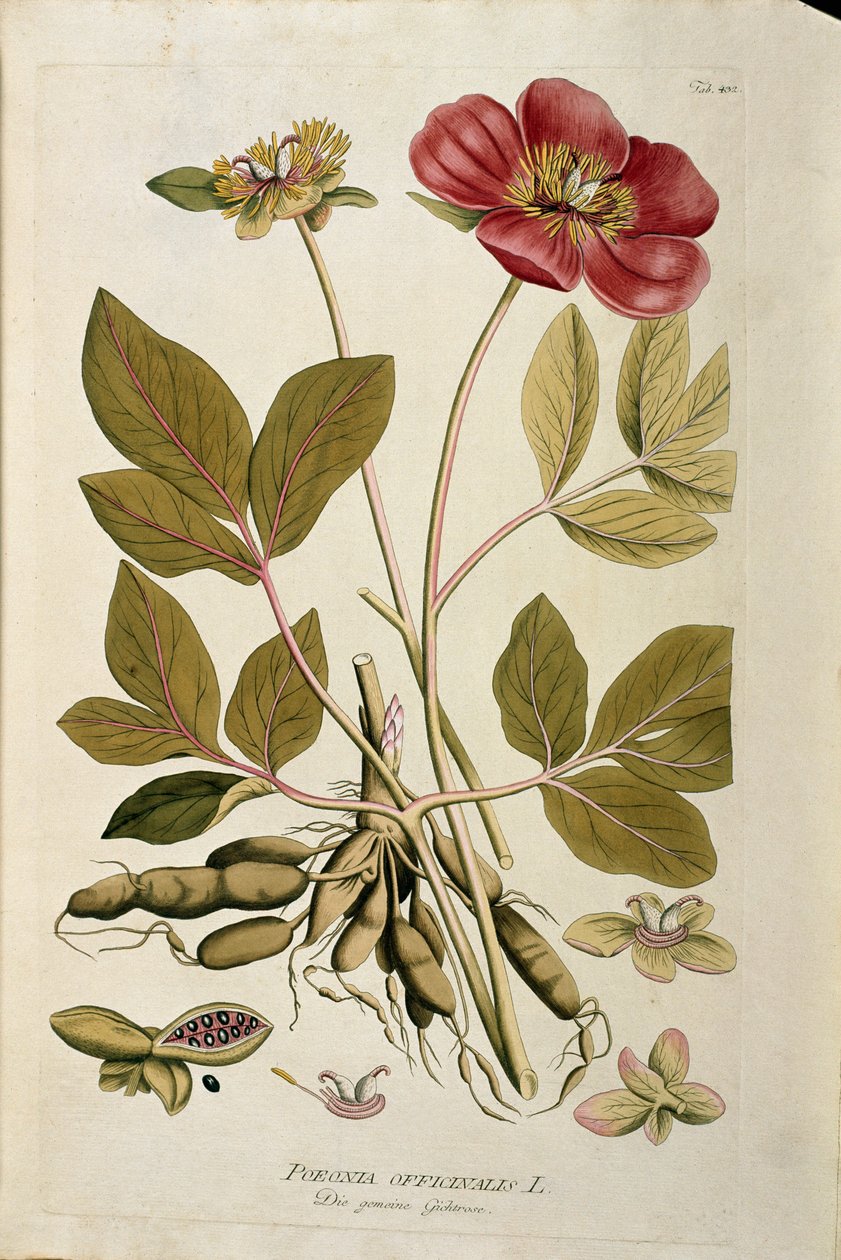 Botaniczny: „”Peony officinale”” (Poeonia officinalis) Deska z „Medicinalium secundum Linnaei digestarum” Josepha Jacobiego Plencka (1735-1807) 1788-1803 Kolekcja prywatna autorstwa Austrian School