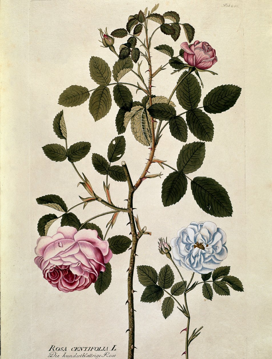Botaniczny: Róża stulistna (Rosa centifolia) Talerz zaczerpnięty z „Medicinalium secundum Linnaei digestarum” Josepha Jacobiego Plencka (1735-1807) 1788-1803 Kolekcja prywatna autorstwa Austrian School