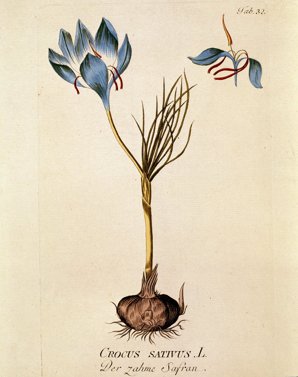 Botaniczne: "Szafran" (Crocus sativum) Płytka zaczerpnięta z "Medicinalium secundum Linnaei digestarum" Josepha Jacobiego Plencka (1735-1807) 1788-1803 Kolekcja prywatna autorstwa Austrian School