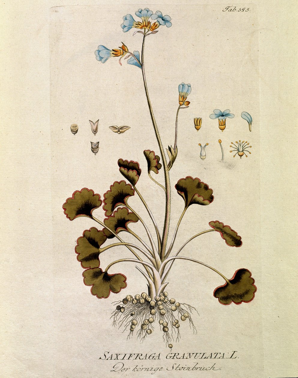 Botaniczny: „Salca granulowana” (Saxifraga granulata) Talerz sporządzony z „Medicinalium secundum Linnaei digarum” Josepha Jacobi Plencka (1735-1807) 1788-1803 Kolekcja prywatna autorstwa Austrian School