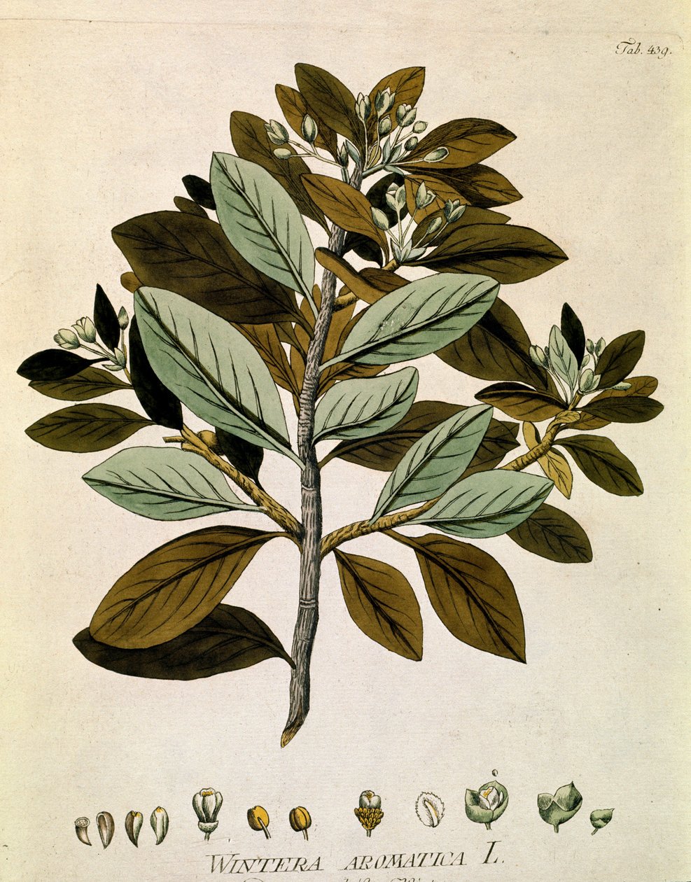 Botaniczne: "Kora Wintera" (Wintera aromatica) Deska zaczerpnięta z "Medicinalium secundum Linnaei digestarum" Josepha Jacobiego Plencka (1735-1807) 1788-1803 Kolekcja prywatna autorstwa Austrian School
