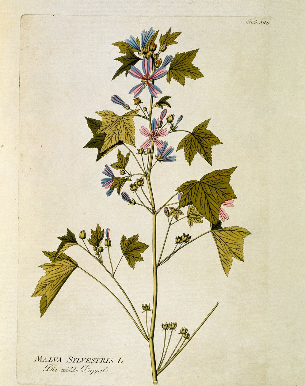 Botaniczny: „duży fiolet” (Malva sylvestris) Talerz z „Medicinalium secundum Linnaei digestarum” Josepha Jacobiego Plencka (1735-1807) 1788-1803 Kolekcja prywatna autorstwa Austrian School