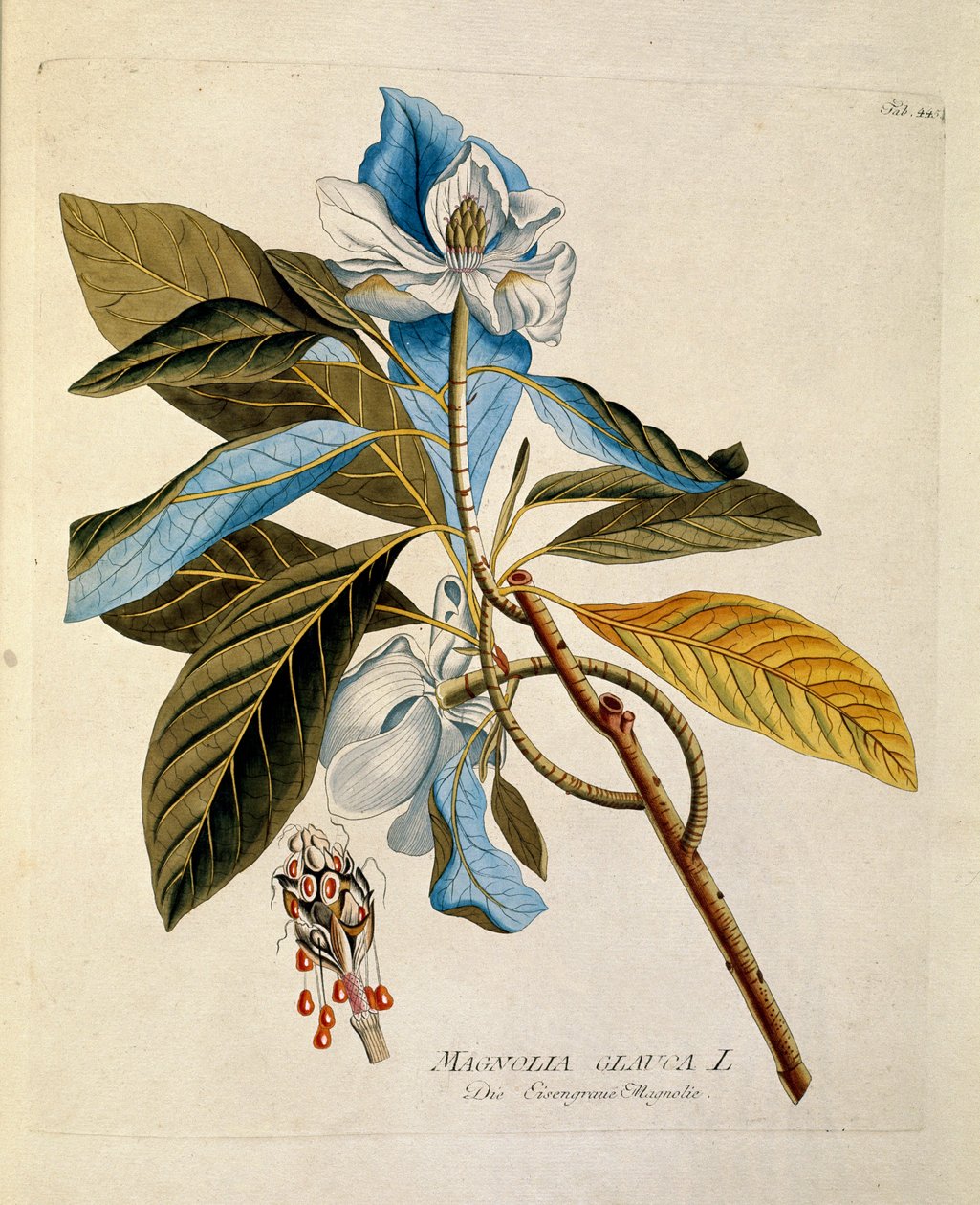 Botaniczny: „Magnolia” Talerz z „Medicinalium secundum Linnaei digestarum” Josepha Jacobiego Plencka (1735-1807) 1788-1803 Kolekcja prywatna autorstwa Austrian School