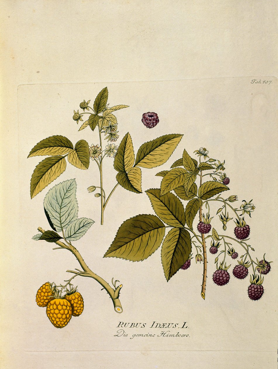 Botaniczne: "malina" (Rubus idaeus) Deska zaczerpnięta z "Medicinalium secundum Linnaei digestarum" Josepha Jacobiego Plencka (1735-1807) 1788-1803 Kolekcja prywatna autorstwa Austrian School