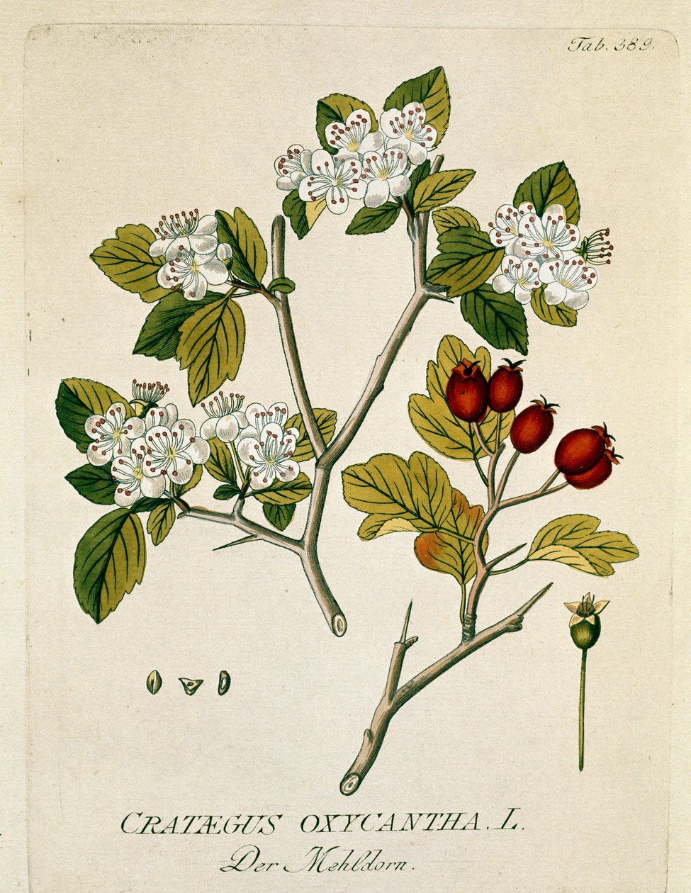 Botaniczny: „” spinous aubepine”” (Crataegus oxycantha) Deska z „” Medicinalium secundum Linnaei digestarum”” autorstwa Josepha Jacobiego Plencka (1735-1807) 1788-1803 Kolekcja prywatna autorstwa Austrian School