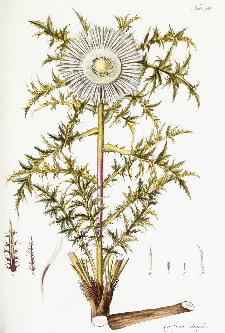 Carlina Simplex autorstwa Austrian School