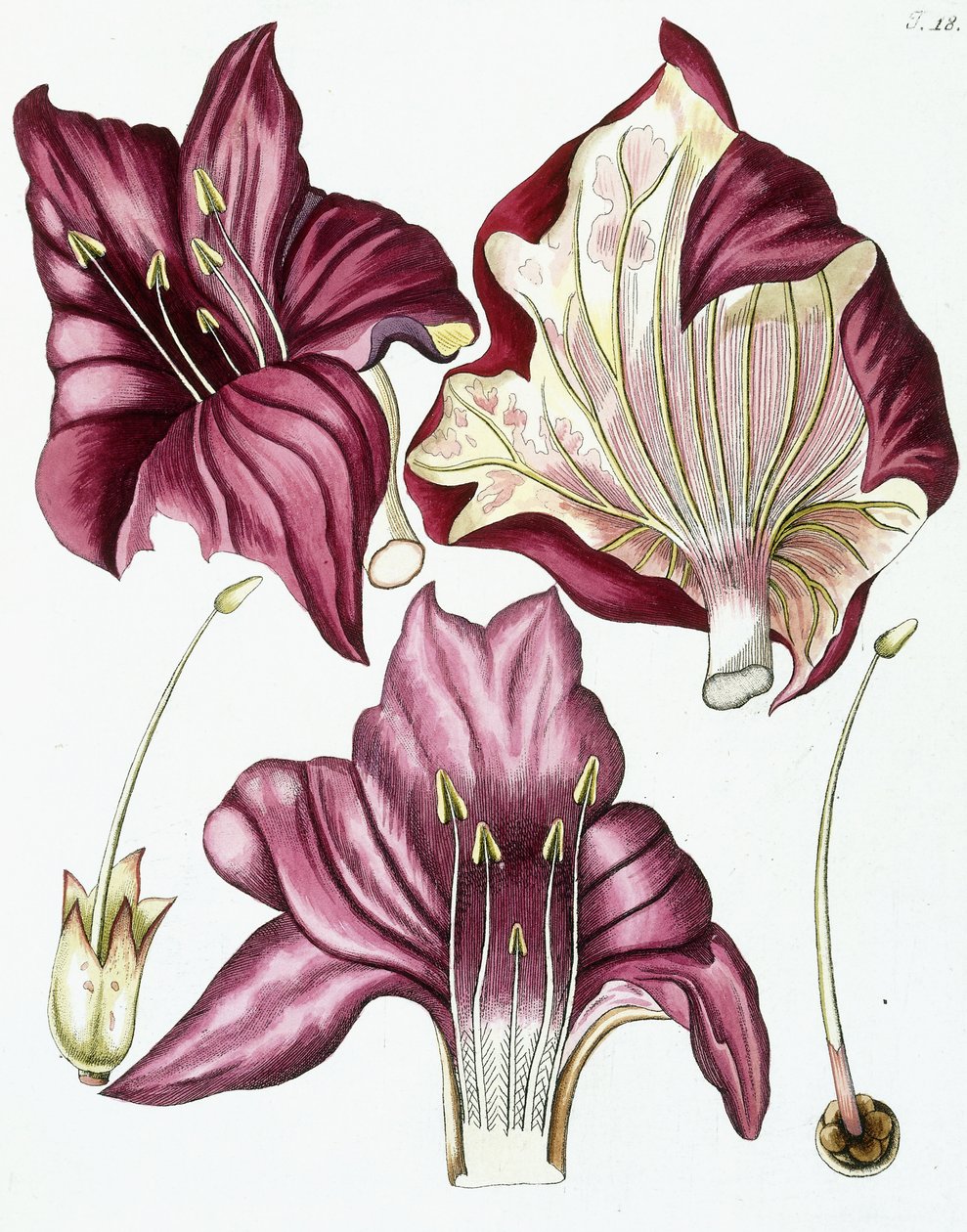 Ryc. 18, z „Collectanea for Botanica, Chemistry and Natural History with Figures”, 1786-1796 autorstwa Austrian School
