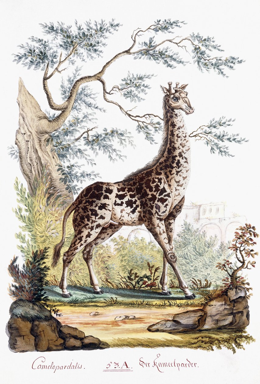 Żyrafa, 1794 autorstwa Austrian School