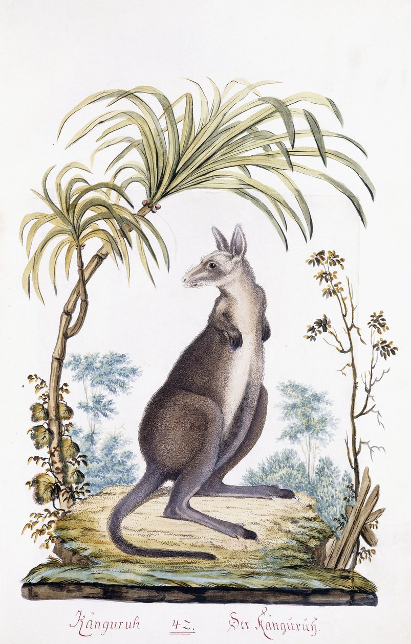 Kangur, 1794 autorstwa Austrian School