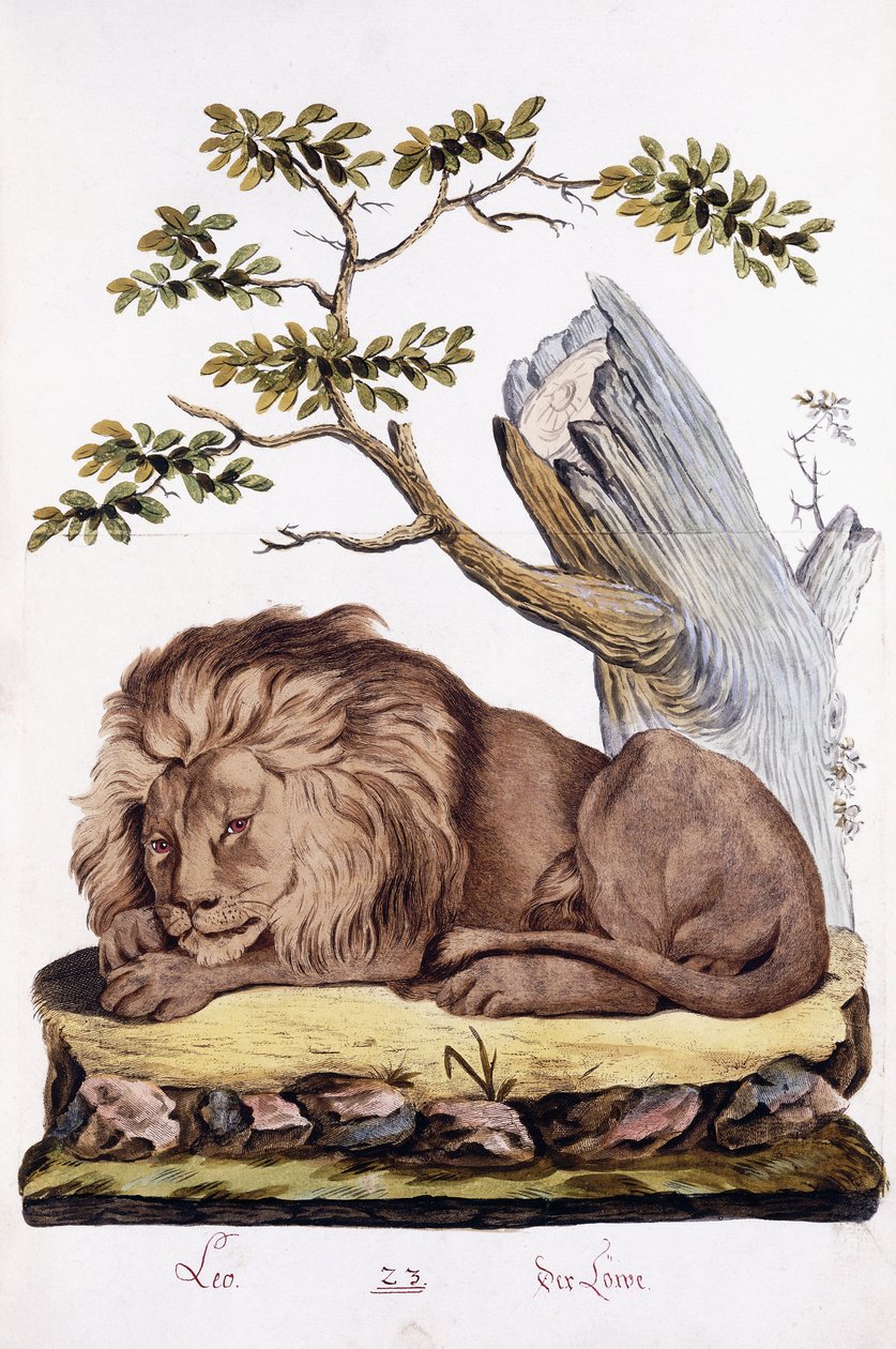 Lew, 1794 autorstwa Austrian School