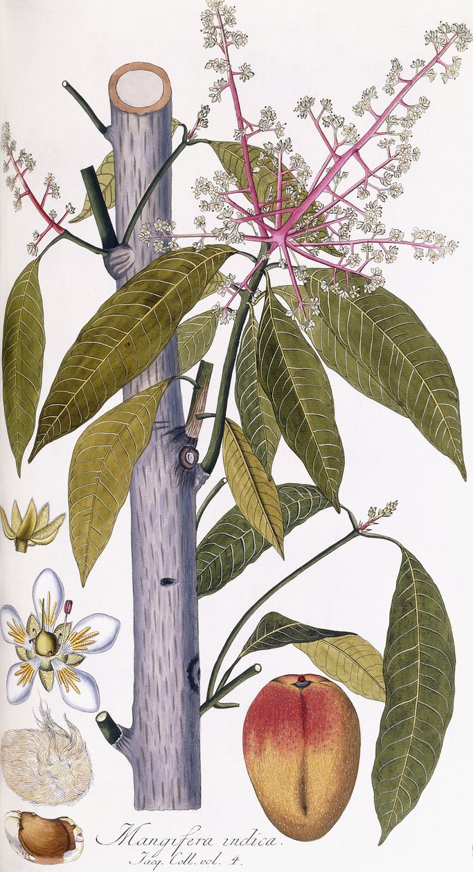 Mangifera indica autorstwa Austrian School