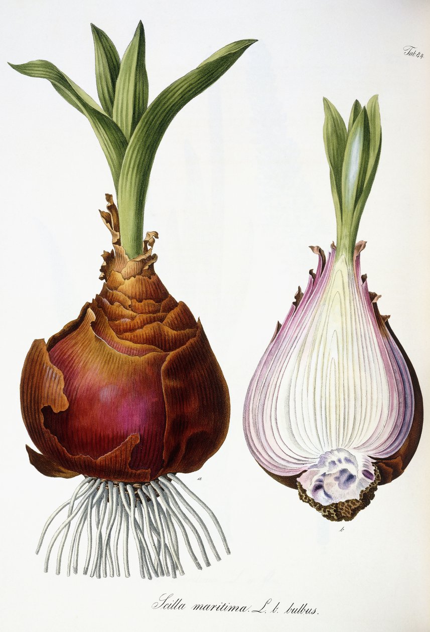 Scilla maritima autorstwa Austrian School