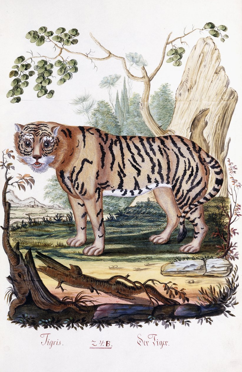 Tygrys, 1794 autorstwa Austrian School