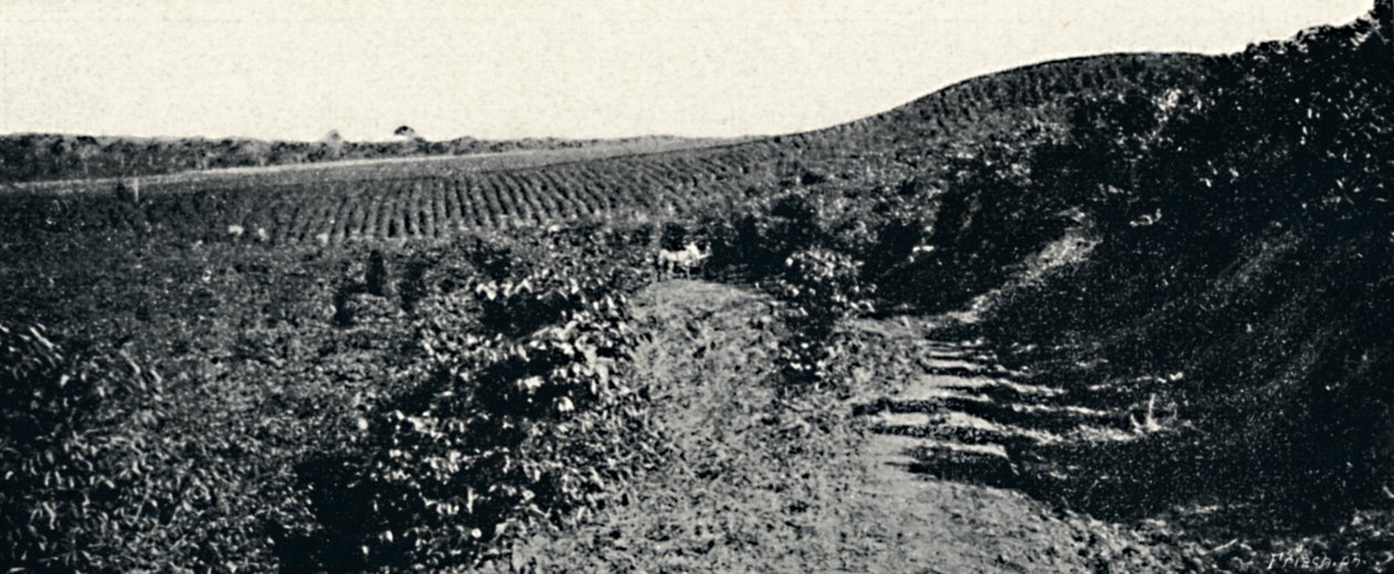 Kawiarnia, 1895 autorstwa Axel Frick