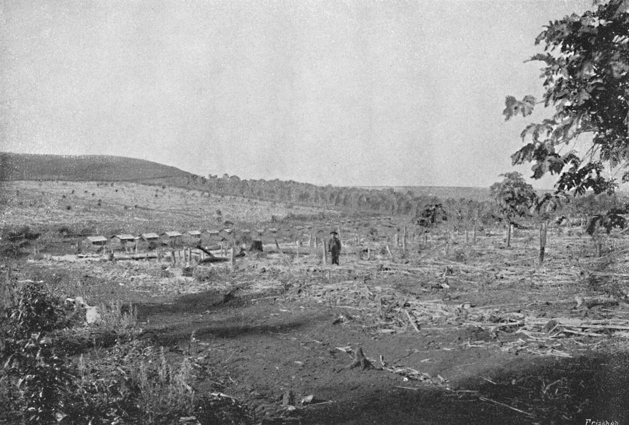Nowa plantacja kawy, Nowa plantacja kawy, 1895 autorstwa Axel Frick