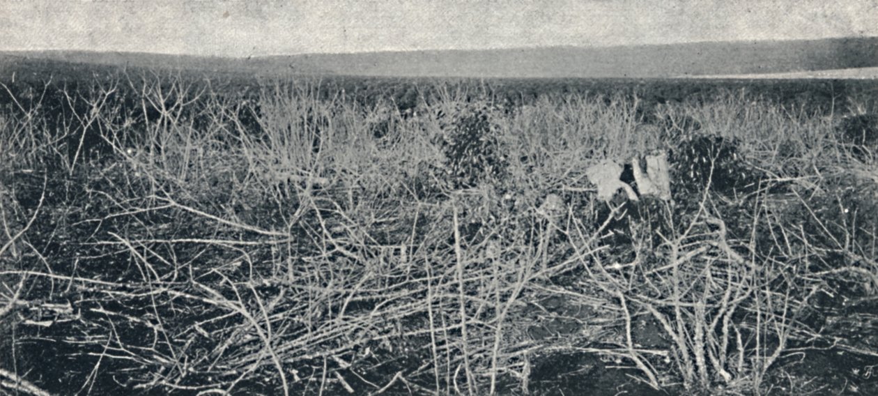 Plantacja manioku, 1895 autorstwa Axel Frick