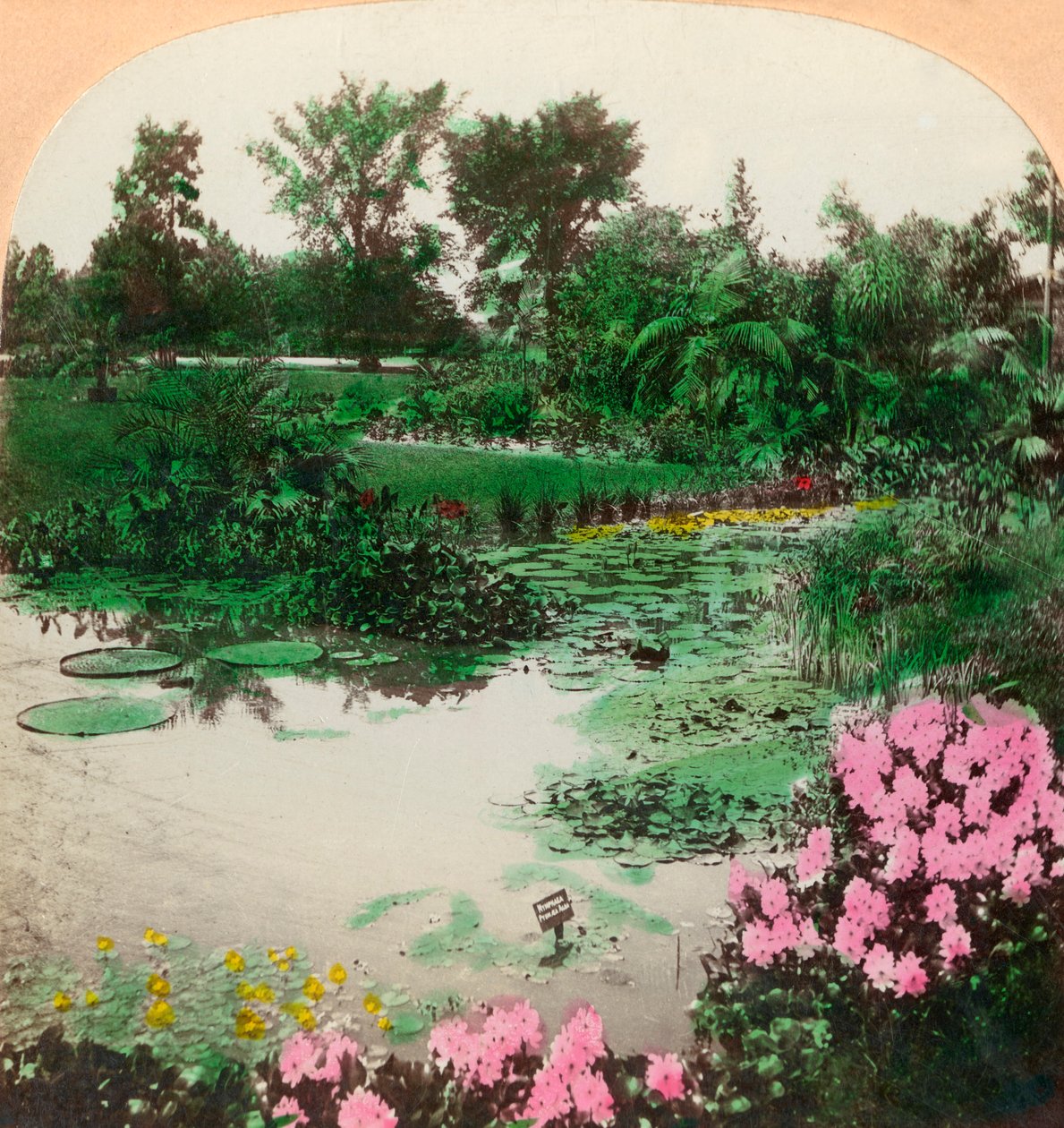 Lily Pond, Tower Grove Park, St. Louis, MO, USA, 1897. autorstwa B. L. Singley