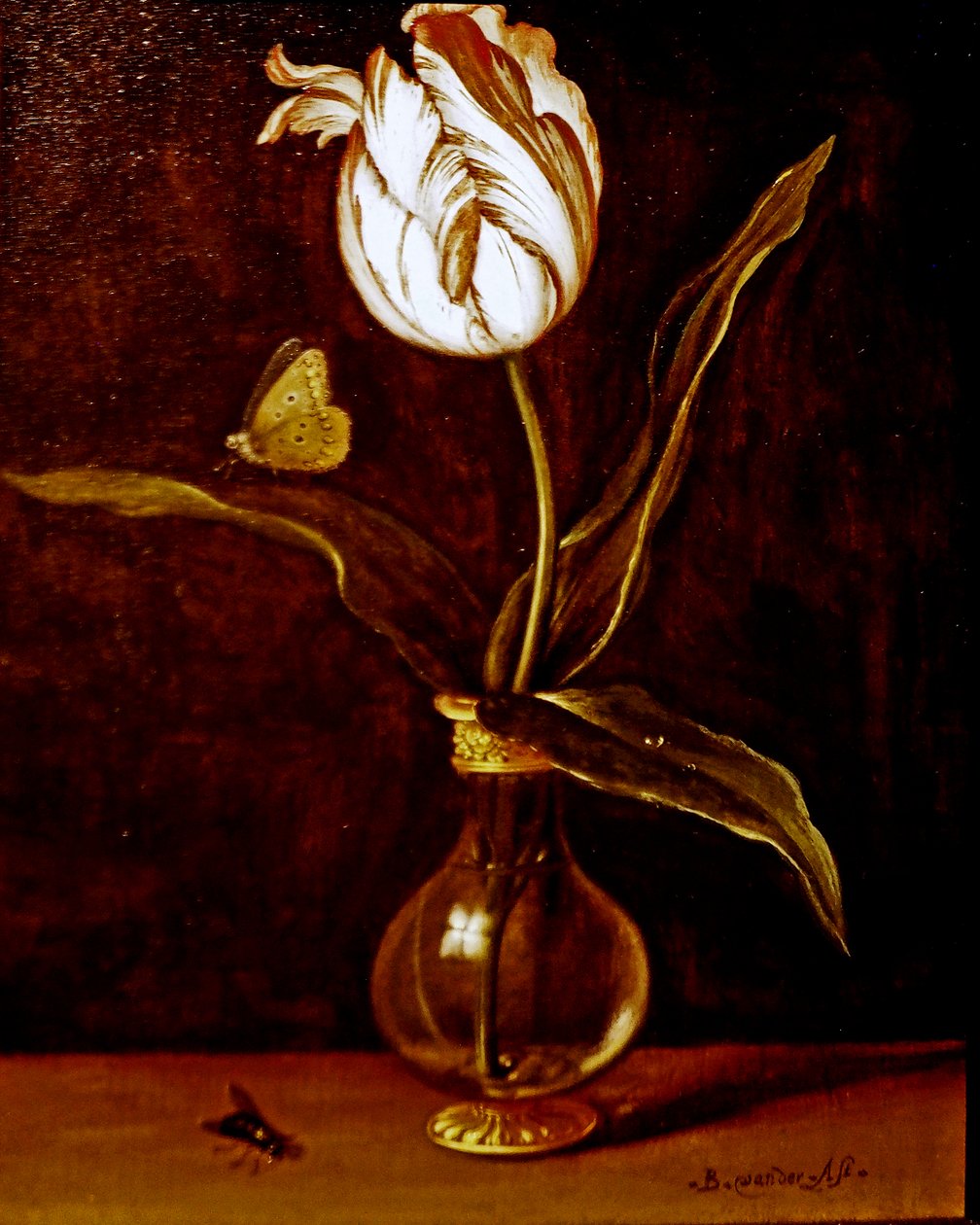 Pojedynczy tulipan w wazonie autorstwa Balthasar van der Ast