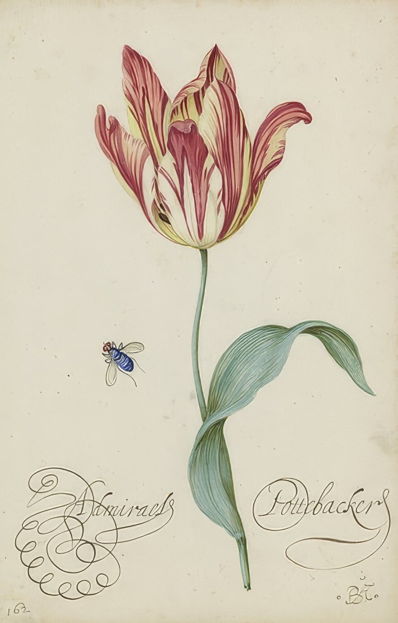 Studium tulipana i muchy. 1620-29 autorstwa Balthasar van der Ast