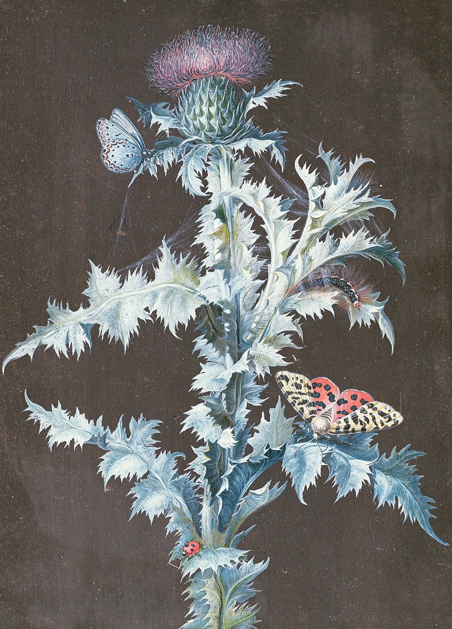Martwa natura ostu (gwasz) autorstwa Barbara Regina Dietzsch