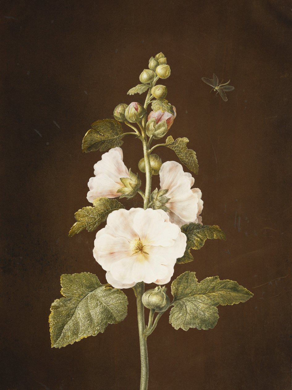 Malwa, autorstwa Barbara Regina Dietzsch