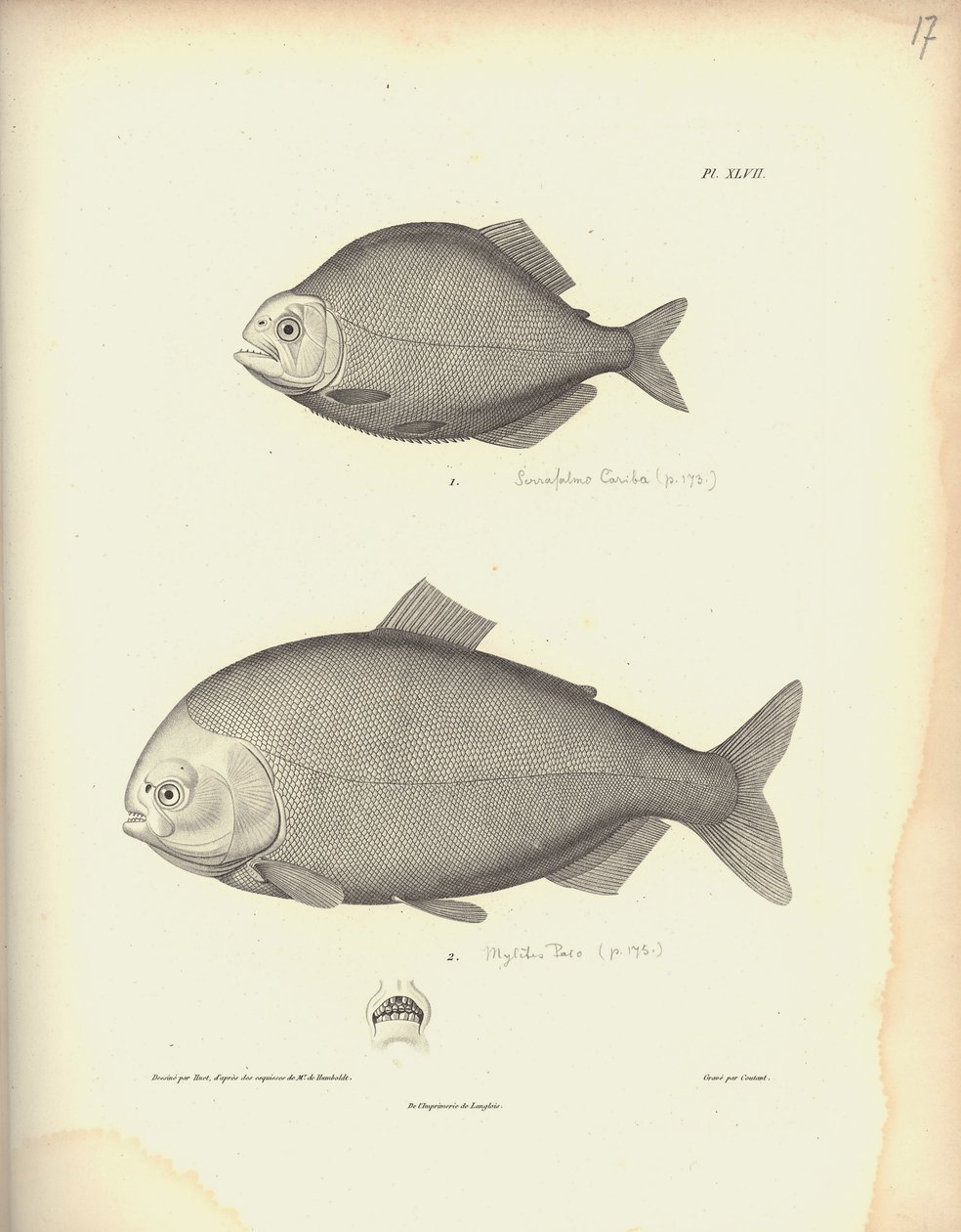 Characidae, plac XLVII, stal rytowana przez Coutanta wg ryciny Nicoli Huet (1770-1827), ilustracja ze „Zbioru obserwacji zoologii i anatomii porównawczej, część druga”, Al.V. autorstwa Baron Friedrich Alexander von Humboldt
